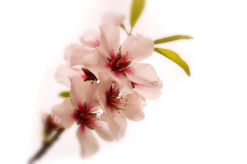 Naklejka na ściany i meble Blossom peach. Spring tree with pink flowers.