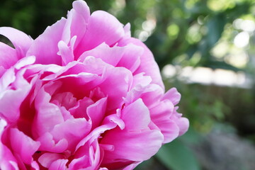 初夏の庭 ピンクのシャクヤクの花