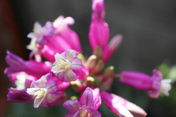 Fototapeta na wymiar 初夏の半日陰の庭 ピンクのディケロステンマ ピンクダイアモンド