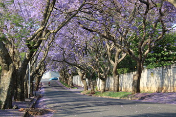 Jacaranda Flower Blossom in Johannesburg Street in South Africa