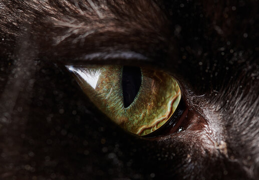 black cat eye close up beautiful photo