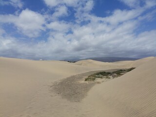 Fototapeta na wymiar Maspalomas dunes, the desert in Gran Canaria 