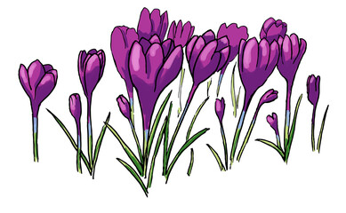 illustration of a group of crocuses. purple bright flowers. spring first flowers. primroses