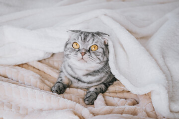The gray scottish fold cat gray in a black strip with yellow eyes lies on a bed. Concept stay home morning. Cute funny cat...