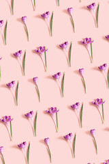 Pattern from crocus flowers