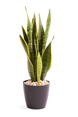 sansevieria or snake plant in pot isolated on white