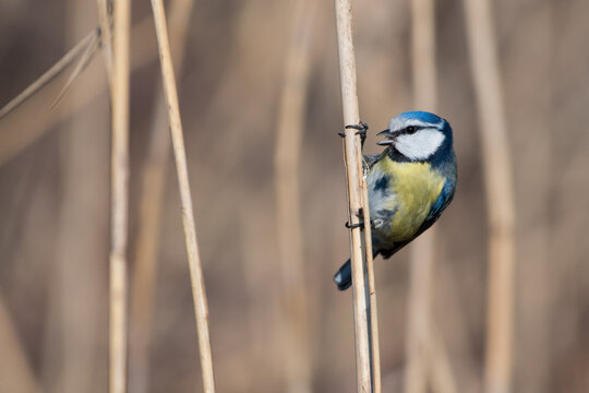 Eurasian blue tit - Cyanistes caeruleus in Nationaal Park De Biesbosch, The Netherlands.