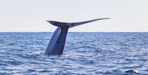 Naklejka premium Blue whale on the surface of the water, showing fluke at Azores.