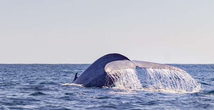 Blue Whale On The Surface Of The Water, Showing Fluke At Azores.