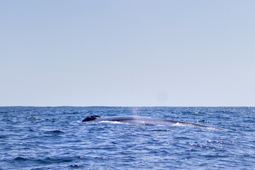 Fototapeta premium dolphin jumping out of water