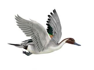 canard, pilet, anas aile, vol, mâle, migration,   , isolé, nature, voyage, bec, eau, sauvage, blanc, oiseau aquatique, faune, bec, , étang, nage, oiseau,  brun, nager, aquatique,  fleuve