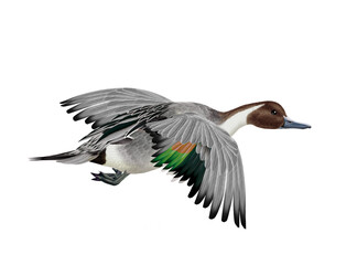 canard, pilet, anas aile, vol, mâle, migration,   , isolé, nature, voyage, bec, eau, sauvage, blanc, oiseau aquatique, faune, bec, , étang, nage, oiseau,  brun, nager, aquatique,  fleuve