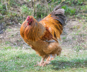 Multicolored cock rare breed of Brama the poultry yard