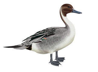 canard, pilet, anas aile, vol, mâle, migration,   , isolé, nature, voyage, bec, eau, sauvage, blanc, oiseau aquatique, faune, bec, , étang, nage, oiseau,  brun, nager, aquatique,  fleuve