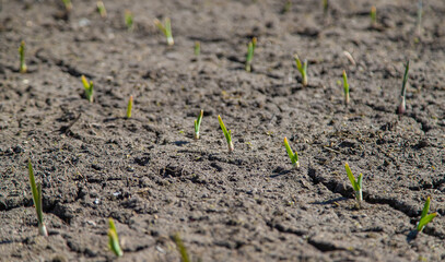 Cracked, scorched earth after drought. selective focus