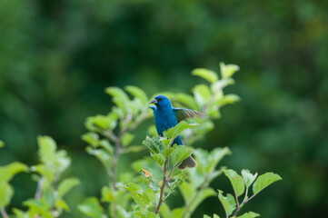 Indigo Bunting at the top of a tree branch 
