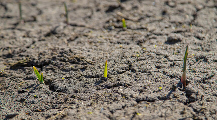 Cracked, scorched earth after drought. selective focus