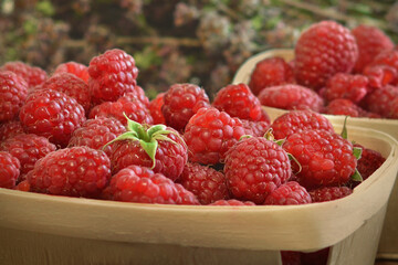 Raspberry berries close-up. Juicy raspberries are in the basket
