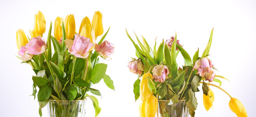 Fading and not wilted bouquet of rose roses and yellow tulips flowers againt white background.