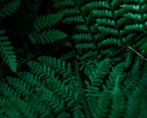 Macrophotography of a fern. Closeup of a green leaf, beautiful nature in tropical climate. Exotic plant. Botanical background.