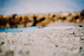 Two Steenloper Ruddy Turnstone take shelter in the rocks during a windstorm