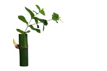 Plant jasmine flowers in a bamboo stem vase pot on a white background