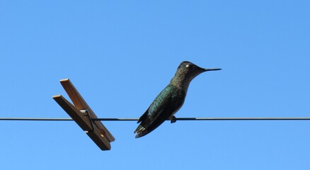 bird on clothesline 