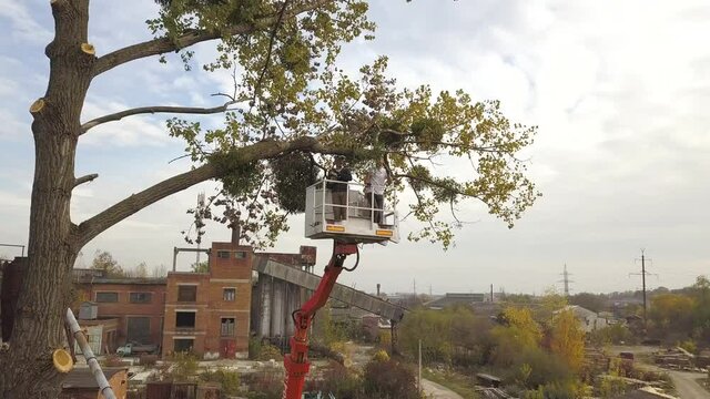 Two service workers cutting down big tree branches with chainsaw from high chair lift crane platform. Deforestation and gardening concept.