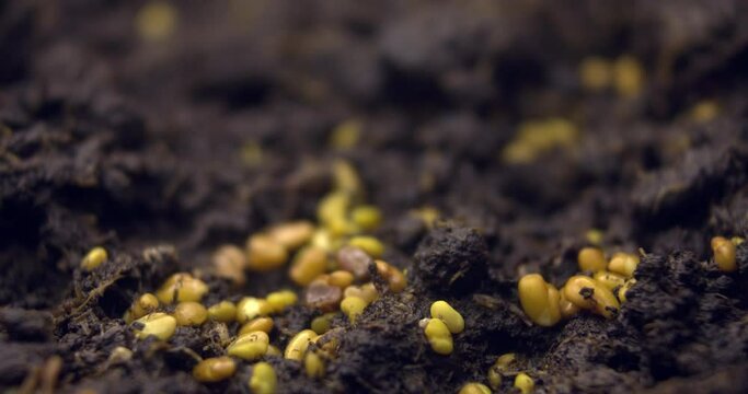  Growing Crop Time Lapse. Fresh Green Plant Grow Timelapse. Nature spring season. Gardening food, agriculture grain, cover crop, forage crop. Ecology, climate change