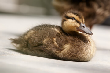 Close up of a baby duck