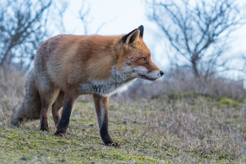 Naklejka na ściany i meble A beautiful old red fox with scars on its nose, photographed in the dunes of the Netherlands.