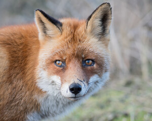 Naklejka na ściany i meble A close up of a beautiful old red fox with scars on its nose, photographed in the dunes of the Netherlands.