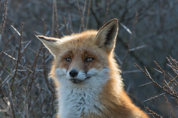 A close up of a cute red fox in the dunes of the Netherlands.