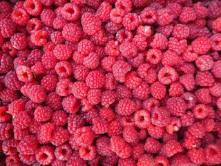 raspberry dream