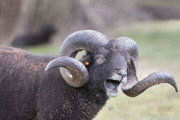 Close up of a male black ouessant sheep with big horns