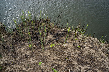Close-up grass growth after a fire.