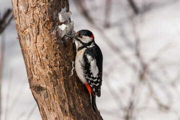 spotted woodpecker