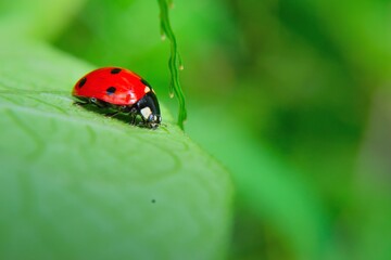 ladybug on leaf revealing nature and insect world. biological pesticide that controls pests.
