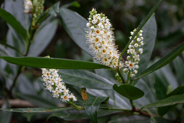 Prunus laurocerasus branch with leaves and flowers