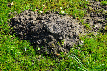 frischer Maulwurfshügel auf der grünen Wiese mit Gänseblümchen im Frühling - Aushub