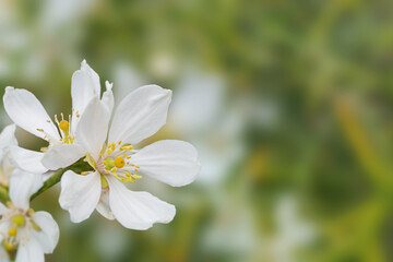 Citrus white flowers spring background