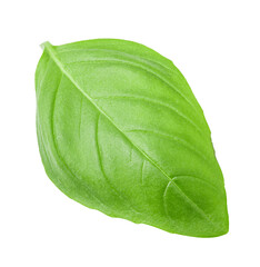 Obraz premium Fresh basil isolated on white background