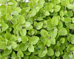 Fototapeta na wymiar Fresh herb isolated on white background