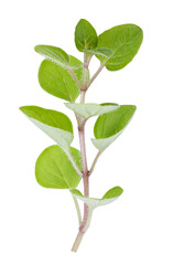 Obraz premium Fresh herb isolated on white background