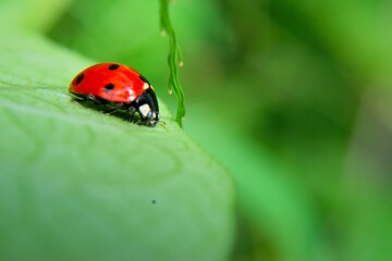 ladybug on leaf revealing nature and insect world. biological pesticide that controls pests.