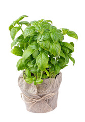 Flowerpot with herbs isolated on white background