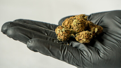 Professional carry in black glove, legal, dry cannabis cbd marijuana for health and private use in the isolated bright studio.