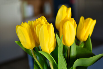Fototapeta premium Yellow tulip flowers close-up in the office