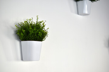 White decorative pots with greenery on a white wall