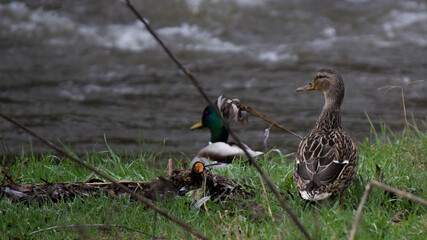 Patos a la orilla del Río Guadarrama. Collado Villalba. Madrid